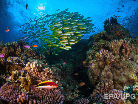 Правительство Австралии заявило о готовности спасти Большой Барьерный риф за $1 млрд в год