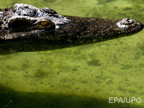 В парке Disney в США аллигатор утащил под воду двухлетнего ребенка