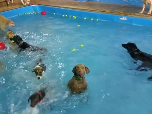 Собака-интроверт искупалась в бассейне с веселыми животными