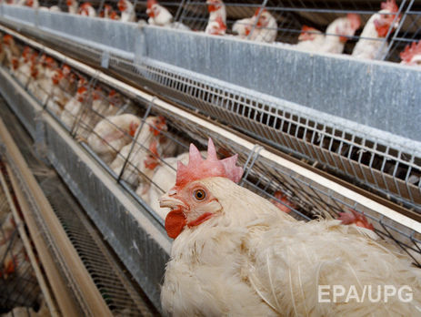 Пожар на птицефабрике во Львовской области уничтожил 20 тысяч птиц 