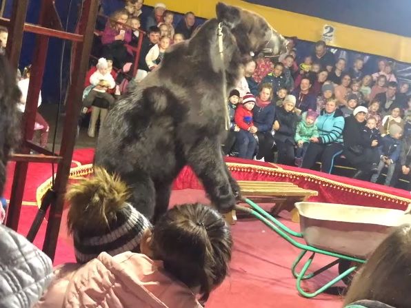 ﻿У Росії під час циркової вистави ведмідь напав на дресирувальника. Відео