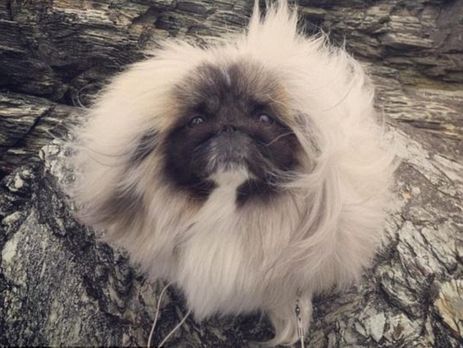 В YouTube разместили видео пекинеса с очень длинной шерстью. Видео