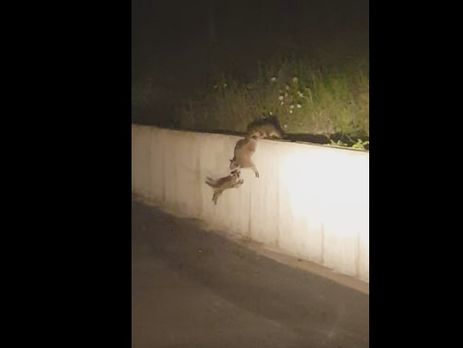 В США семейка енотов показала пример командной работы. Видео