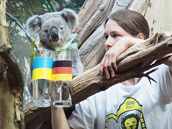 В Германии "уволили" коалу-оракула, дававшую неверные прогнозы на матчи Евро 2016
