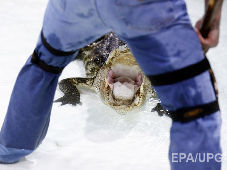 Во Флориде отловили и усыпили аллигатора, убившего двухлетнего ребенка