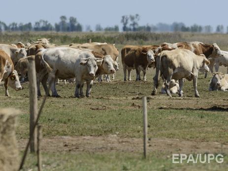 В Казахстане зафиксирована вспышка сибирской язвы