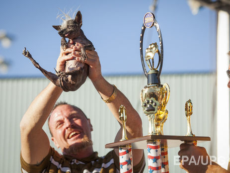 В США выбрали самого уродливого пса в мире. Фоторепортаж