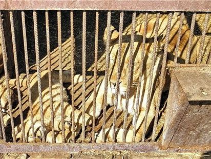 Во Львовской области лев искусал двух посетителей зверинца