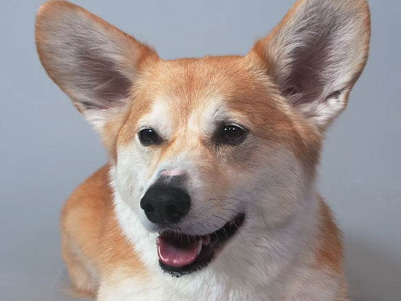 100 лет красоты собаки корги показали в юмористическом ролике. Видео