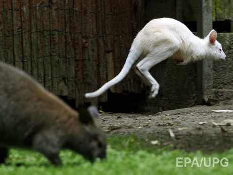 В Австралии юноша, пытавшийся взорвать полицейских с помощью кенгуру, признал себя виновным