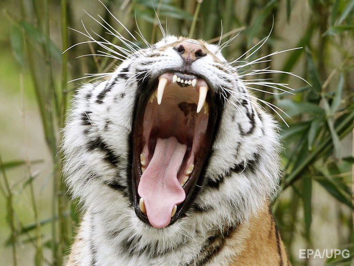 В Испании тигр убил сотрудницу природного парка
