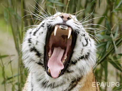 В Испании тигр убил сотрудницу природного парка