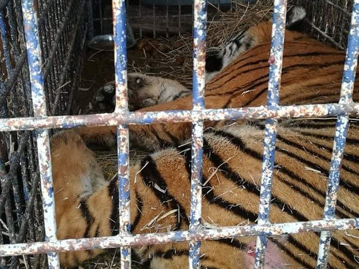 Польский зоопарк спасает умирающих тигров, которые застряли на границе с Беларусью
