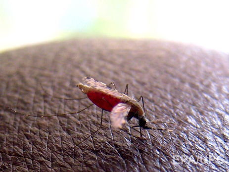 Госсанэпидслужба: В Харьковской области зафиксирован случай тропической малярии