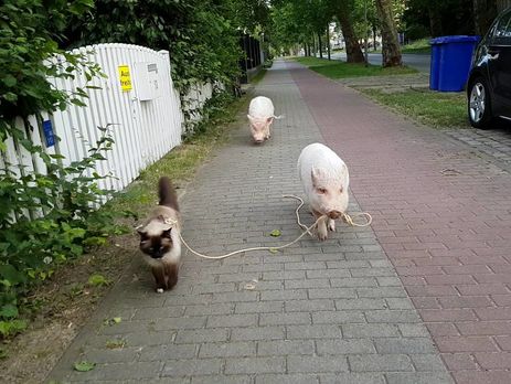 Хит YouTube: свинья выгуляла кошку на поводке