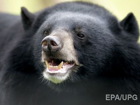 Канадец отбился от медведицы с помощью боксерских приемов
