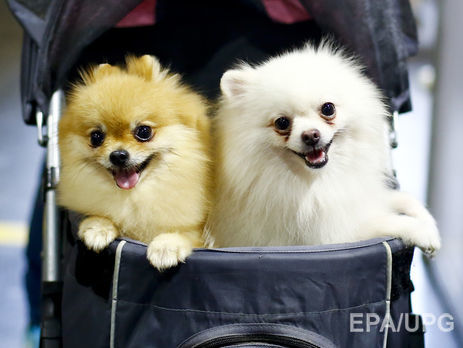 Бухгалтер российской колонии объяснила хищение 6 млн руб. покупкой померанского шпица