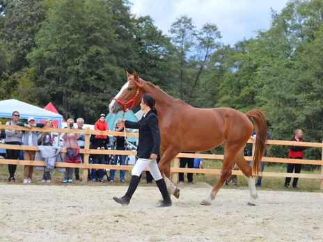 ﻿У Львові приспали коня, який після запуску феєрверків травмував 15-річну дівчину