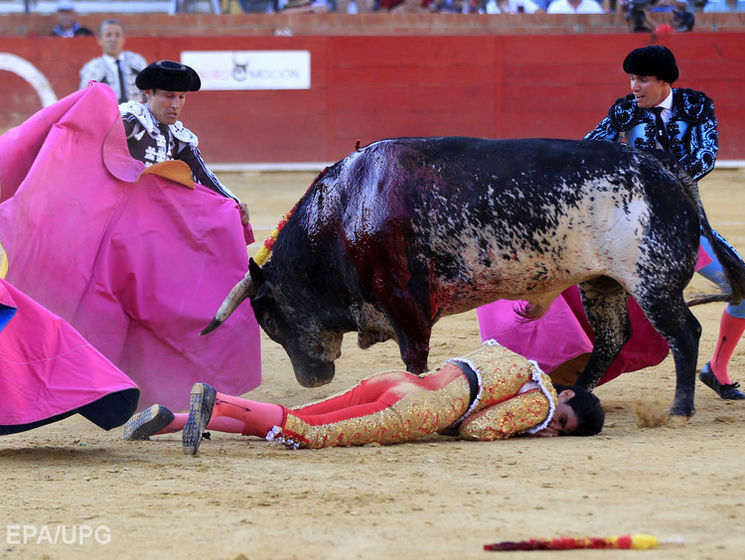 На корриде в Испании бык убил тореро. Видео