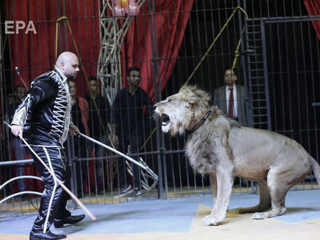 В правительстве предложили передать животных из цирков в заповедники