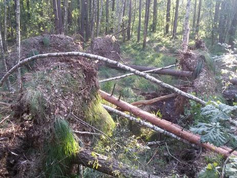 Глава Гослесагентства: Леса Украины будут оборудованы камерами видеонаблюдения