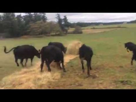 Коровы устроили игру с тюком сена. Видео