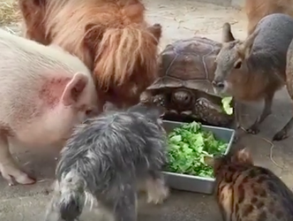Свиньи, кот, собака, черепаха, пони и патагонские зайцы едят из общего корыта. Видео