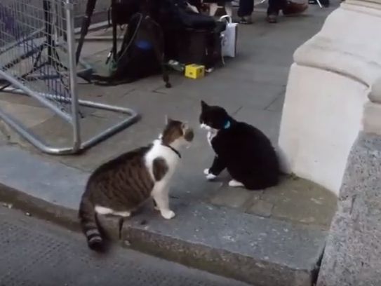В Британии устроили выяснение отношений "госслужащие" коты
