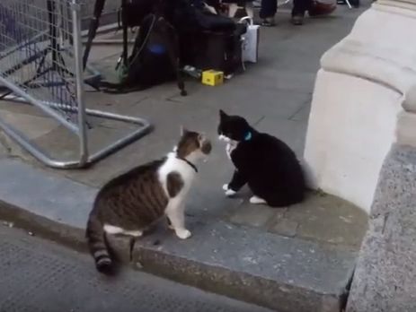 Стычка между котами Ларри (серо-белый) и Палмерстоном (черно-белый)