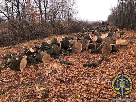 В Харьковской области задержали членов преступной группы, незаконно вырубавшей лес