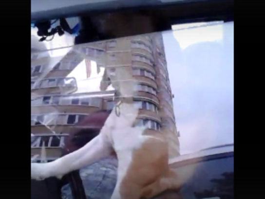 Запертый в машине пес сел за руль и сигналил хозяину. Видео