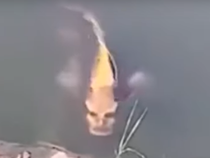 ﻿У Китаї виявили рибу з людським обличчям