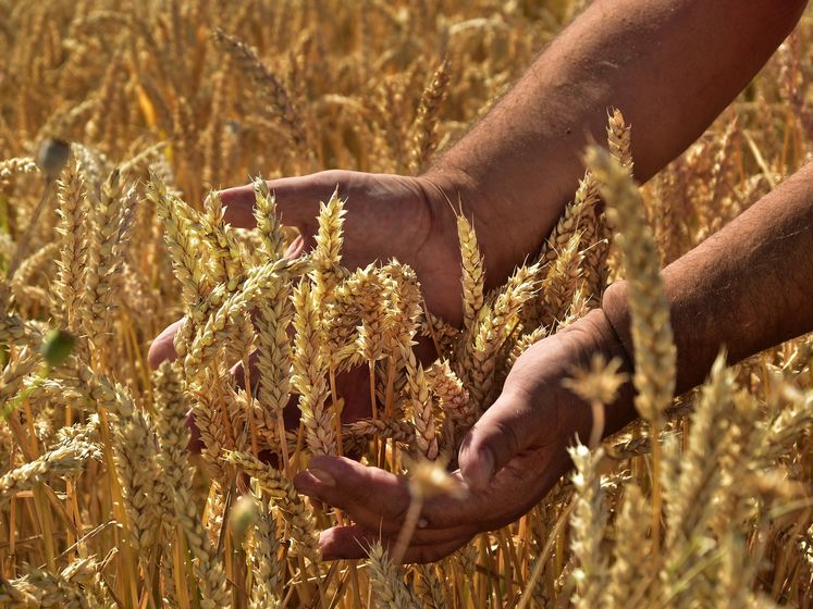 В Украине собрали рекордный урожай зерновых – Минагрополитики