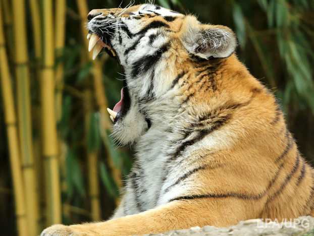 В Китае тигр загрыз посетительницу сафари-парка. Видео
