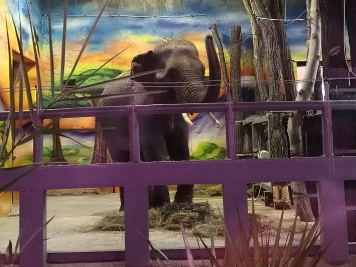 ﻿У зоопарк Миколаєва привезли двох слонів
