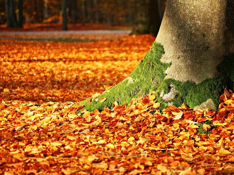 В Киеве 13 ноября зафиксировали самую теплую ночь для этой даты за 139 лет