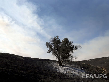 В Северной Ирландии рухнул 200-летний бук из 