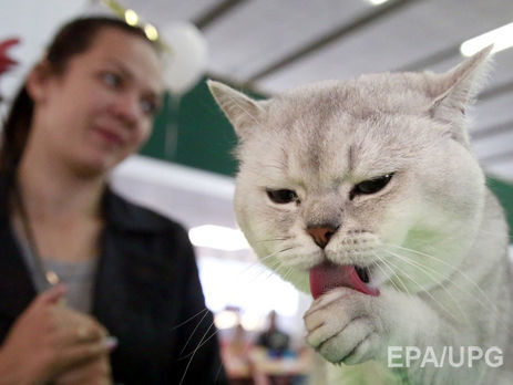 В Британии котенок выжил после стирки в стиральной машине