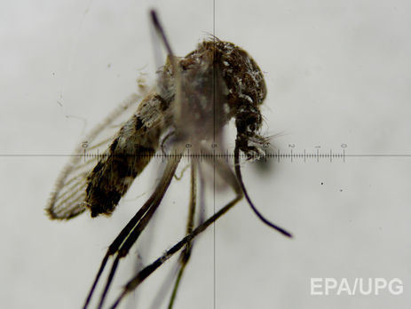 На Каймановых островах ГМО-комары будут бороться с вирусом Зика 