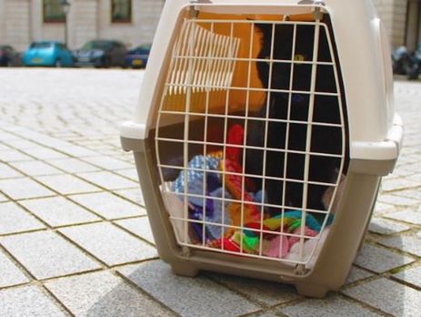 К противостоянию котов премьера и главы МИД Великобритании может присоединиться новый питомец главы Минфина