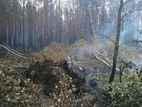 Госслужба по ЧС: В зоне отчуждения горит 3 га леса