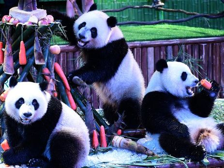 В Китае единственная выжившая в мире тройня панд отметила двухлетие. Фоторепортаж