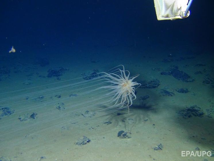 На дне Тихого океана обнаружены неизвестные формы жизни