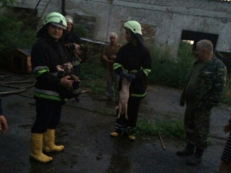 Госслужба по ЧС: В Киевской области горела ферма, погибли 110 животных