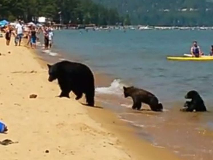Медведица и двое медвежат искупались на общественном пляже в Калифорнии. Видео