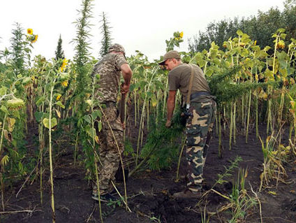 В Донецкой области полиция изъяла у пенсионера конопли на миллион гривен
