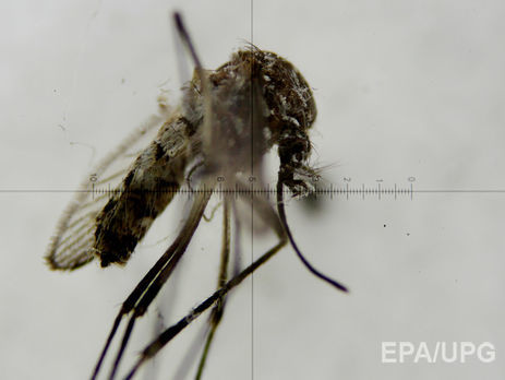 В России зафиксировали шестой случай заражения вирусом Зика