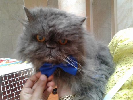 Умер самый старый кот Украины