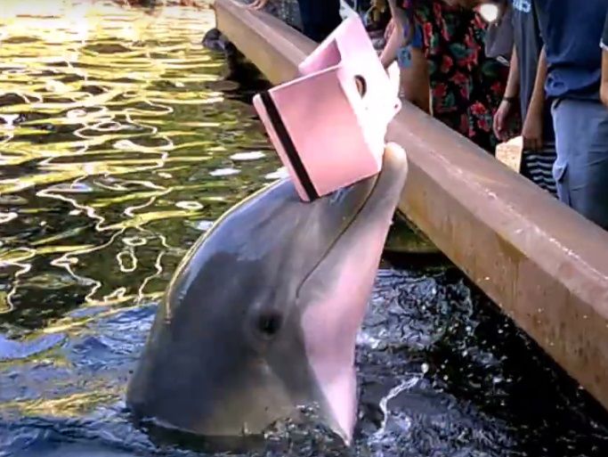 В CША дельфин попытался "украсть" у женщины iPad