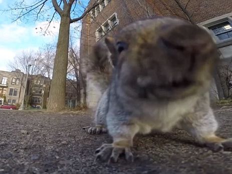 Белка украла видеокамеру и сняла ролик. Видео